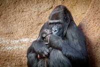 Obrovská radost v Zoo Praha: Gorila Duni porodila mládě!