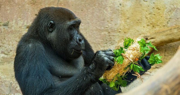 Gorily při jídle.
