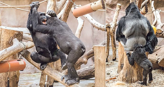 Gorily v pražské zoo se kočkují.