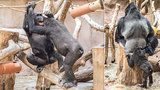 Koronavirus v Zoo Praha: Nakažené jsou i gorily Bikira a Kamba! Jak se jim daří?