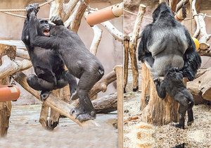 Gorily v pražské zoo se kočkují.