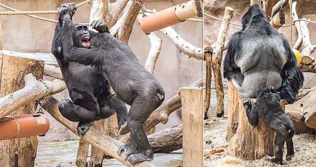 Koronavirus v Zoo Praha: Nakažené jsou i gorily Bikira a Kamba! Jak se jim daří?