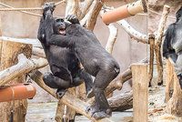 Koronavirus v Zoo Praha: Nakažené jsou i gorily Bikira a Kamba! Jak se jim daří?