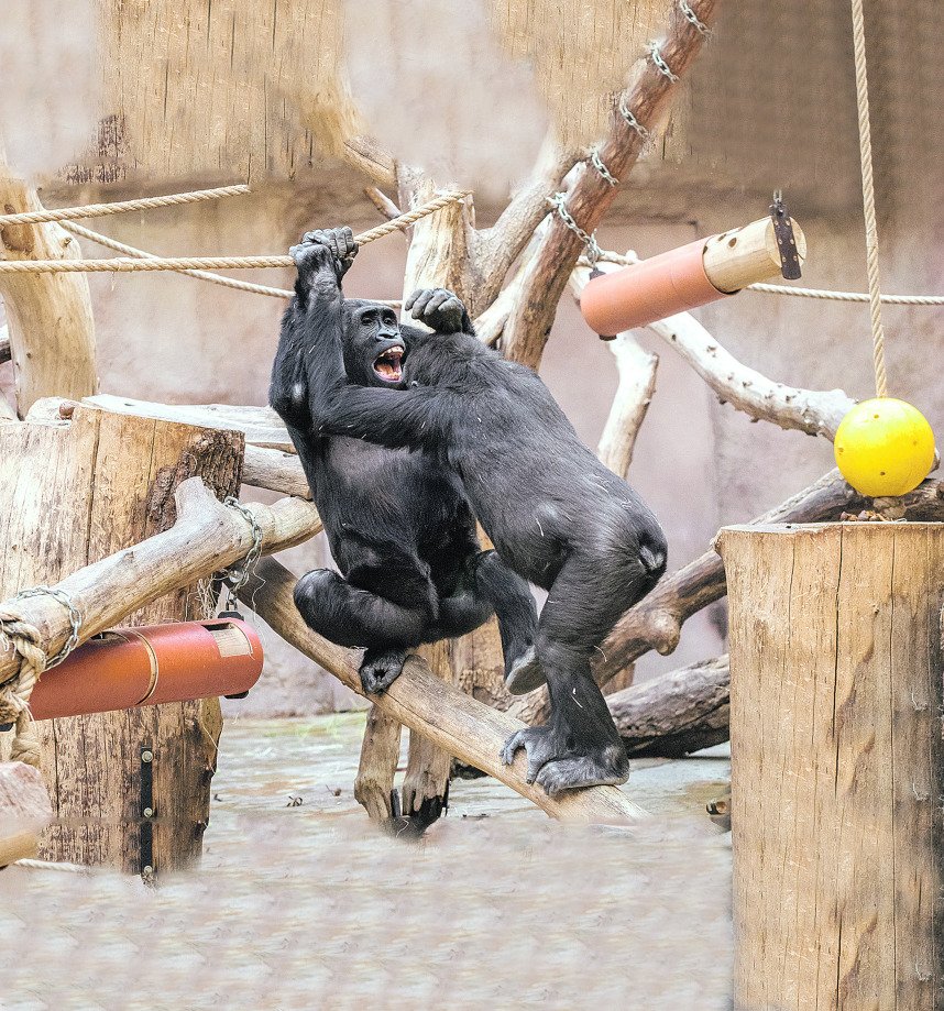Gorily v Zoo Praha