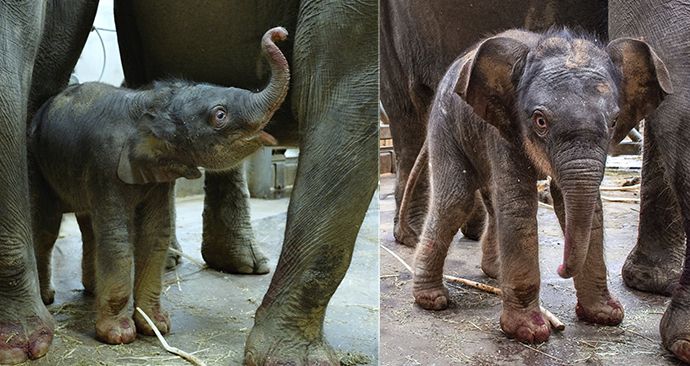 Samice slona indického Janita porodila svého druhého potomka po dlouhých 683 dnech březosti. S prvorozeným slůnětem Maxem byla Janita březí podstatně kratší dobu – 639 dní.