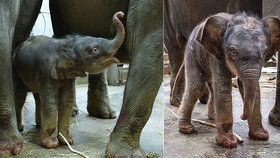 VIDEO: Další slůně v Zoo Praha! Máma Janita v noci porodila holčičku, podívejte se na její první chvíle