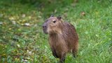 Kapybary se vrací! Hlodavce uvidí návštěvníci Zoo Praha po deseti letech