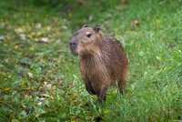 Kapybary se vrací! Hlodavce uvidí návštěvníci Zoo Praha po deseti letech