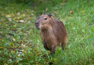 Kapybara.