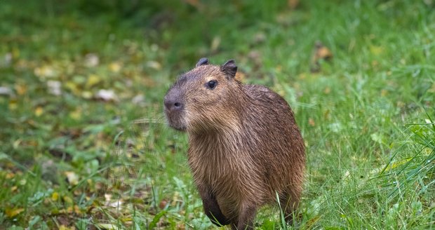 Kapybary se vrací! Hlodavce uvidí návštěvníci Zoo Praha po deseti letech