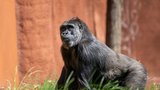 Gorilí radost v Zoo Praha: Kisumu a nastávající maminka Duni poprvé na sluníčku!
