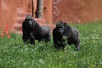 S extrémně horkým létem zvířata problémy nemají. „Jsou zvyklá,“ zní z pražské zoo