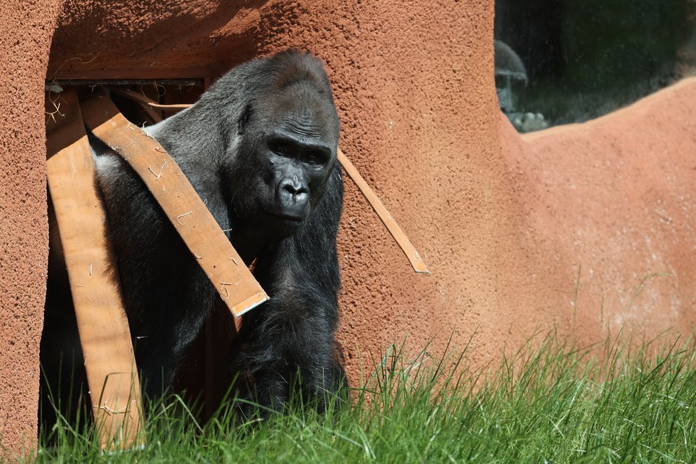 Kisumu přijel do Zoo Praha v září 2022. Do venkovního výběhu Rezervace Dja tak vstoupil 25. května 2023 vůbec poprvé.