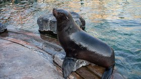 Pražská zoo přišla o legendu: Zemřela lachtaní samička Bára, bylo jí úctyhodných 31 let