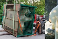Noví obyvatelé pražské zoo: Z Varšavy přijela dvojčata ledních medvědů!
