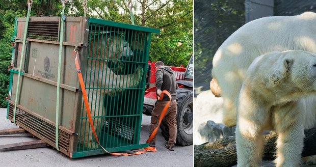 Lední medvědi Aleut a Gregor z varšavské zoologické zahrady dorazili do Zoo Praha. Přicestovali v úterý ve večerních hodinách a do výběhu šli za tmy, 15. května 2024, Praha.