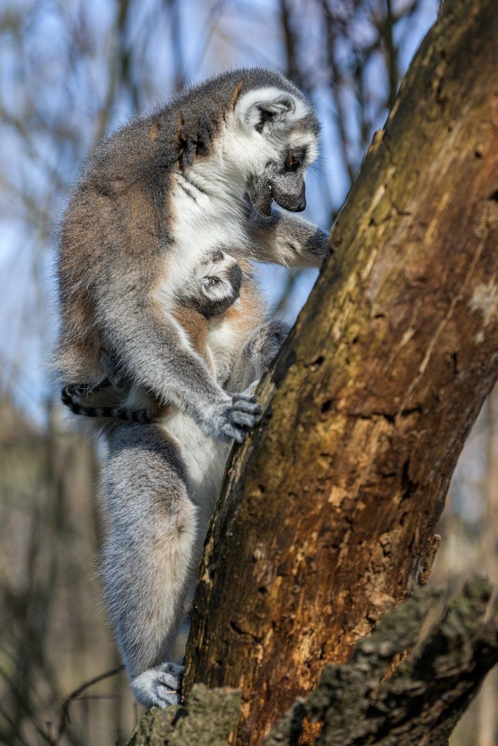 Malý lemur kata v pražské zoo