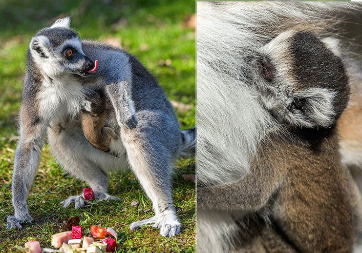 Ve středu ráno se narodil lemur kata! Zatím se vyvíjí dobře, neustále se drží matky Anky a pravidelně pije.