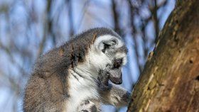 Malý lemur kata v pražské zoo