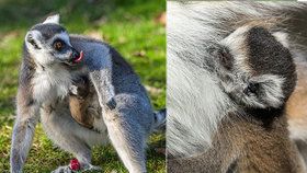 Ve středu ráno se narodil lemur kata! Zatím se vyvíjí dobře, neustále se drží matky Anky a pravidelně pije.