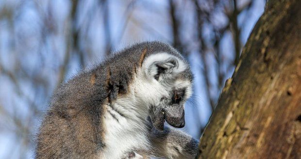 Ve středu ráno se narodil lemur kata! Zatím se vyvíjí dobře, neustále se drží matky Anky a pravidelně pije.