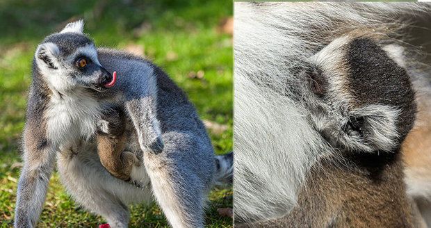 V Zoo Praha se narodil malý lemur: Poctivě pije a drží se mámy