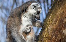 Radost v olomoucké zoo: Lemuři vyvedli dvě mláďata!  