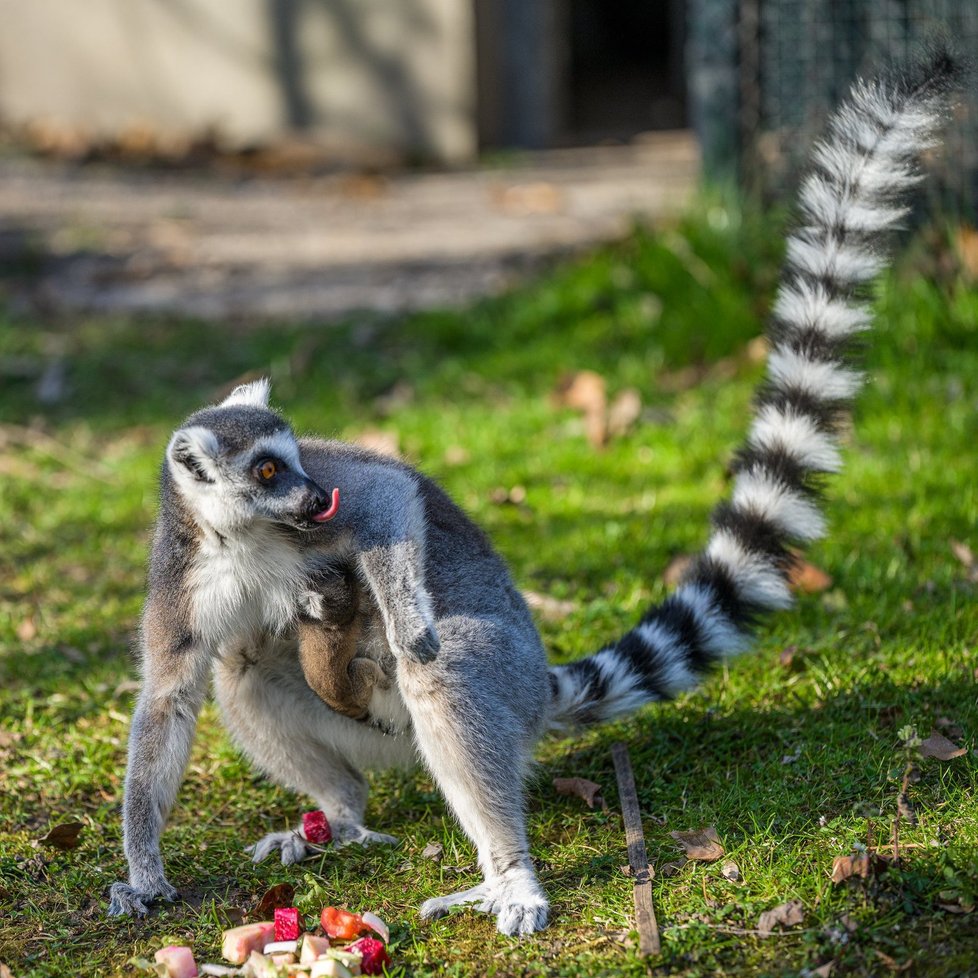 Malý lemur kata v pražské zoo