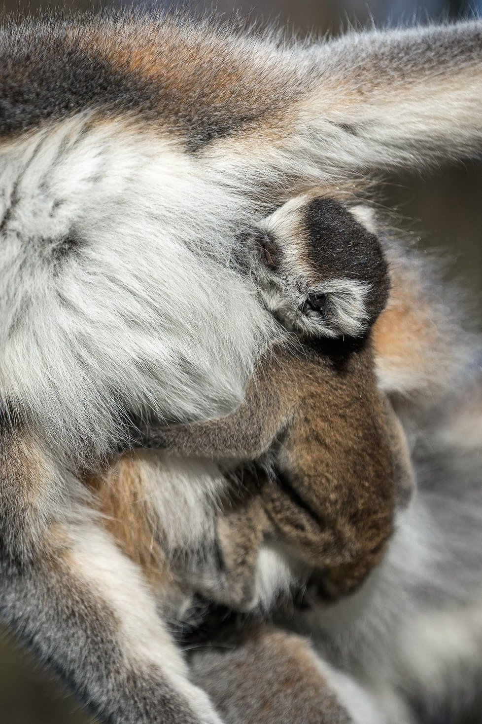 Ve středu ráno se narodil lemur kata! Zatím se vyvíjí dobře, neustále se drží matky Anky a pravidelně pije.