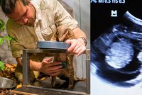 Luskouní samička ze Zoo Praha je „v tom“! V zimě přivítá na svět první mládě luskouna v Evropě