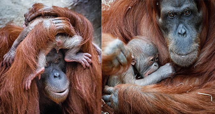 Malý orangutan, který se narodil 17. listopadu v Zoo Praha, je kluk.