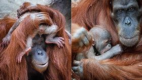 Malý orangutan, který se narodil 17. listopadu v Zoo Praha, je kluk.