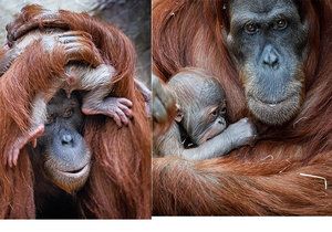 Malý orangutan, který se narodil 17. listopadu v Zoo Praha, je kluk.