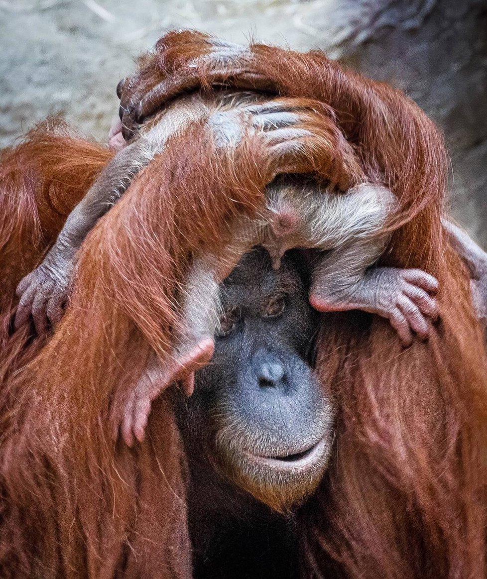 Malý orangutan, který se narodil 17. listopadu v Zoo Praha, je kluk.