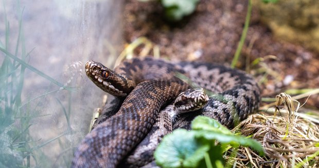 Okamžitě po zimování se páří například zmije v sekci českých hadů v Teráriu, které se nachází v Rezervaci Bororo v dolní části areálu. 
