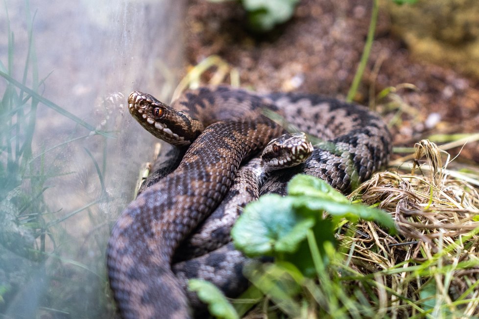 Okamžitě po zimování se páří například zmije v sekci českých hadů v Teráriu, které se nachází v Rezervaci Bororo v dolní části areálu.