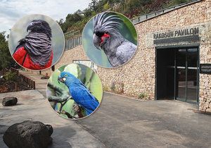 V Zoo Praha je otevřený nový pavilon exotického ptactva. Uvnitř jsou unikátní opeřenci ze tří kontinentů.