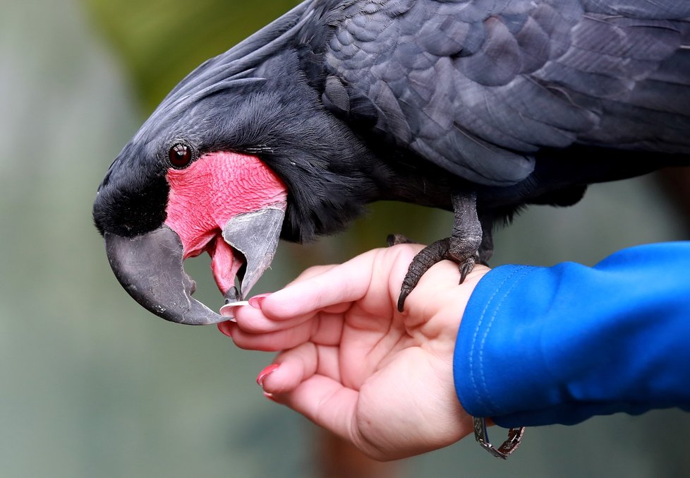 Kakadu palmový se vůbec nebojí lidí a rád se předvádí.