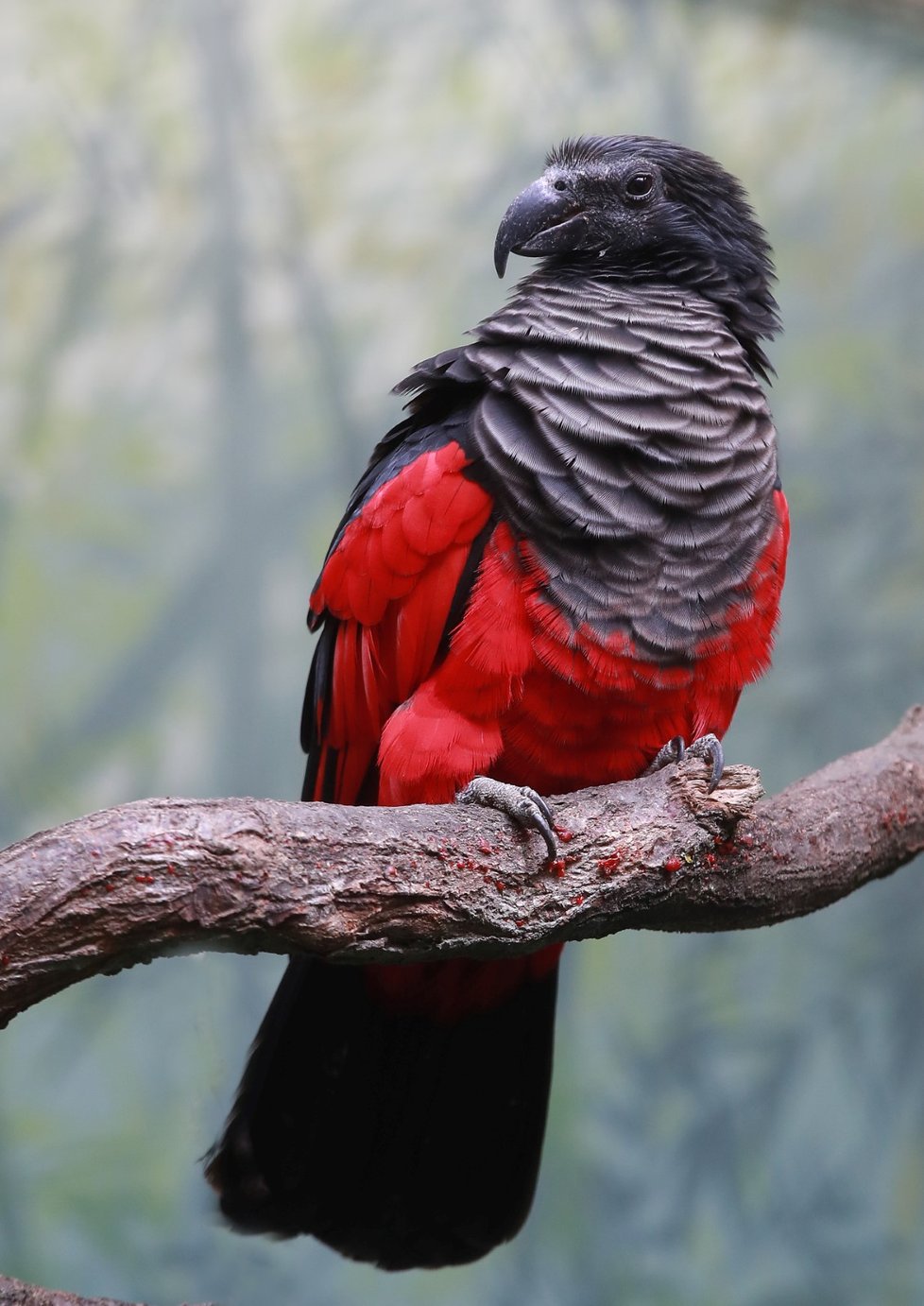 Tricha orlí patří mezi nejvzácnější papoušky v Zoo.