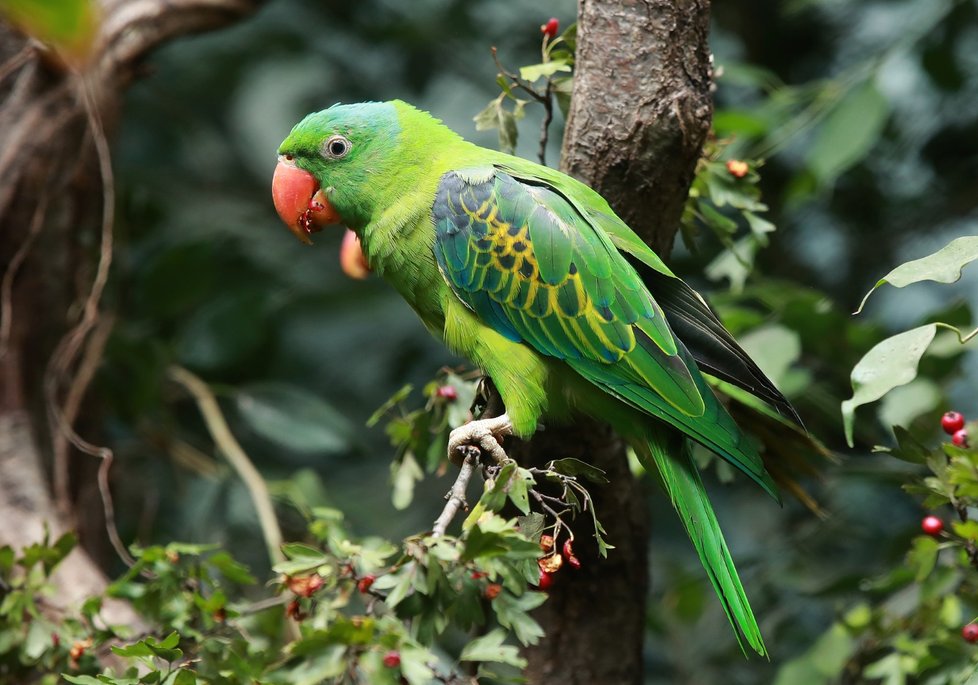 Pražská zoo má jako jediná zahrada v Evropě papouška madu modrotemenného z Filipín.