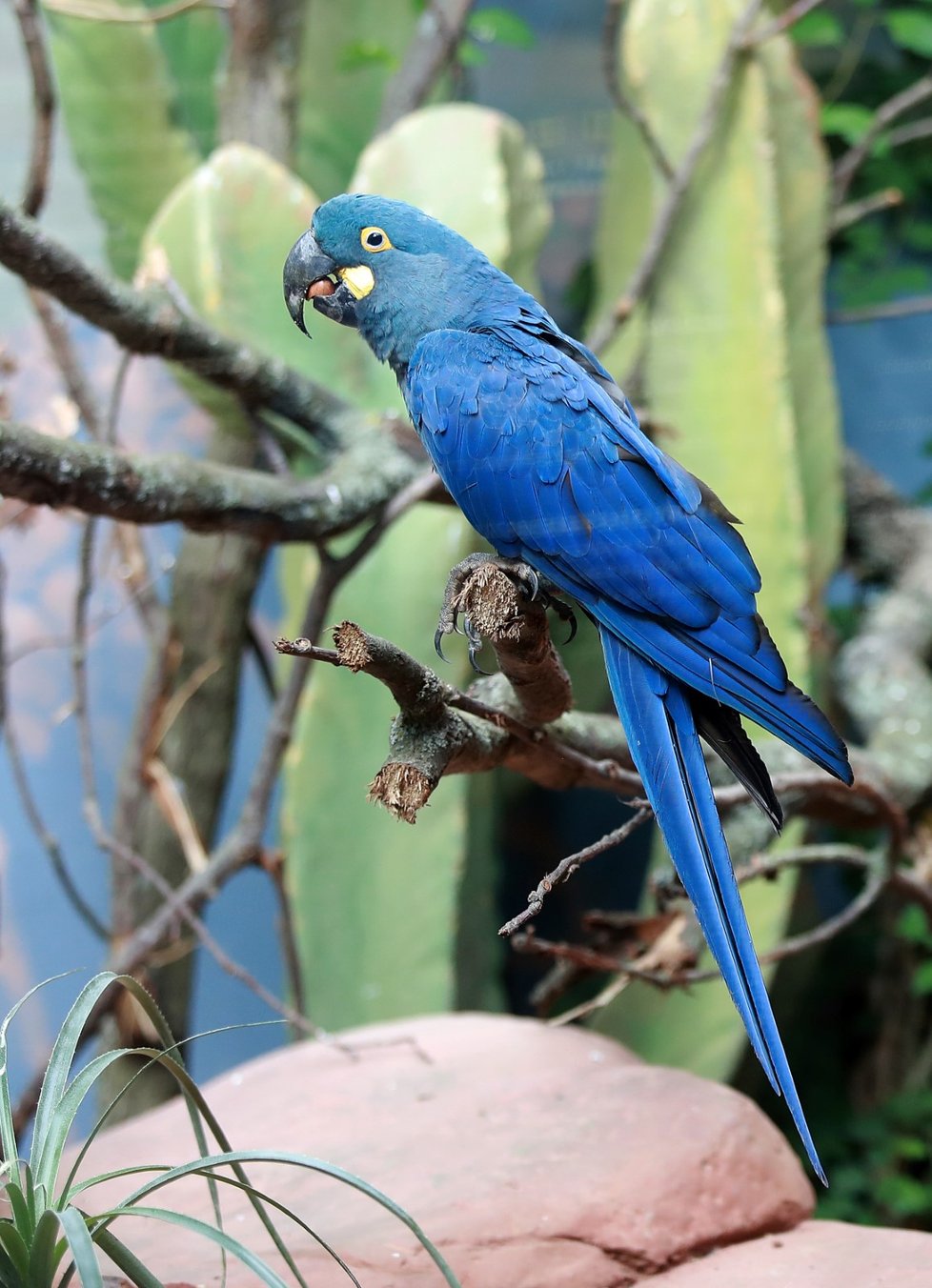 Expozici Brazilská Caatinga o rozloze 43 m2 a výšce až šest metrů obývá mimo jiné vzácný papoušek ara Learův, který byl v minulosti považován za vyhynulého.