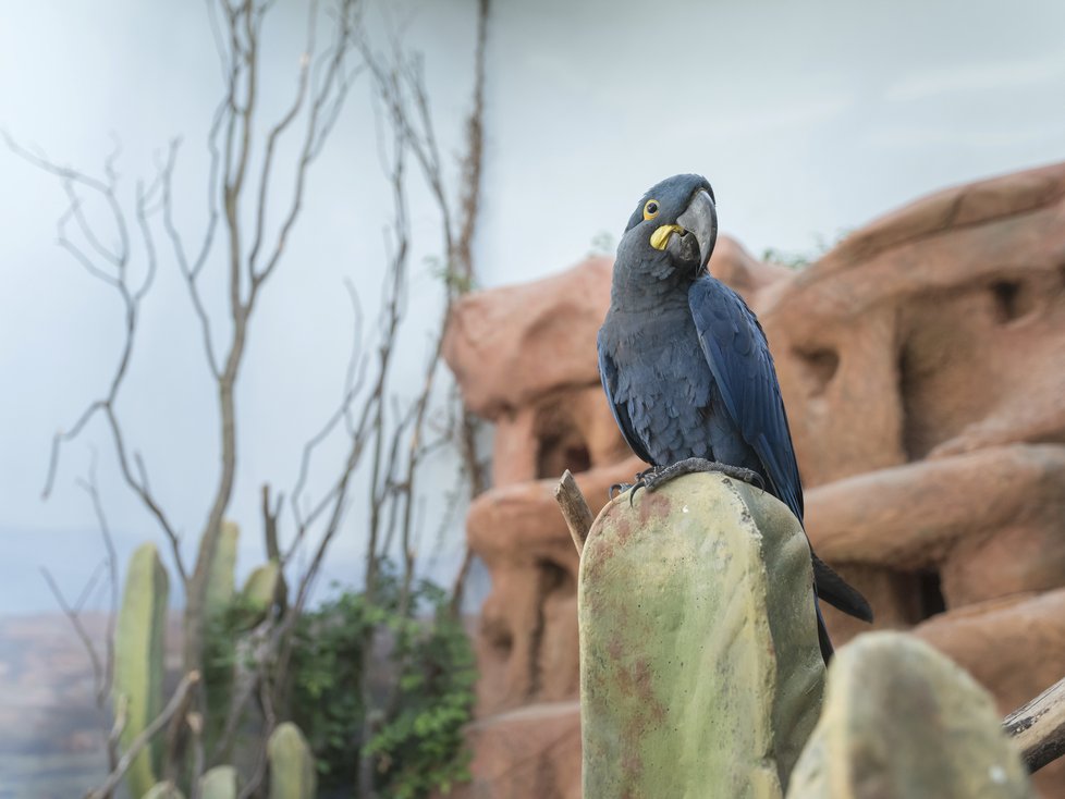 Expozici Brazilská Caatinga o rozloze 43 m2 a výšce až šest metrů obývá mimo jiné vzácný papoušek ara Learův, který byl v minulosti považován za vyhynulého.