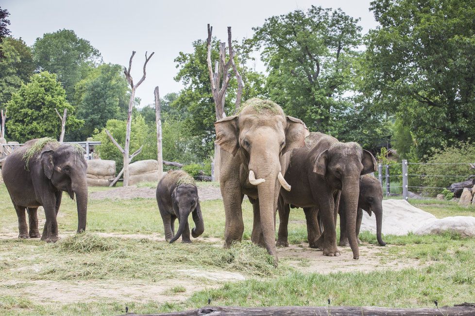 Sloni indičtí obývají v Zoo Praha Údolí slonů, otevřené v březnu 2013, a to díky podpoře hl. m. Prahy i příspěvkům od tisíců lidí.