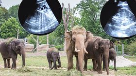 V pražské zoo čekají dvě sloní miminka. Do nového pavilónu goril přibude také vzácná „oživlá šiška“