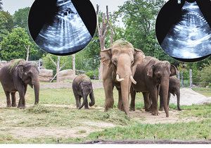 V pražské zoo mají hned dvojitou radost. Mají se tu příští květen nebo červen narodit hned dva sloní rošťáci.