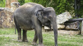 Tamara se narodila v Pinnawale na Srí Lance a do Zoo Praha přišla spolu s Janitou v říjnu 2012. 7. října 2016 se jí narodil Rudi. 