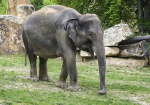 Tamara se narodila v Pinnawale na Srí Lance a do Zoo Praha přišla spolu s Janitou v říjnu 2012. 7. října 2016 se jí narodil Rudi. 