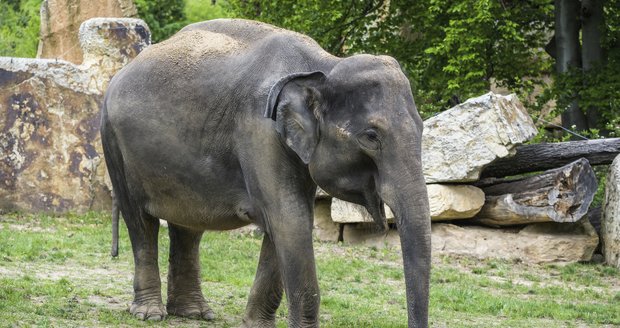 Slonice Tamara v pražské zoo zranila chovatelku: Co její chování zapříčinilo? Ženu museli operovat