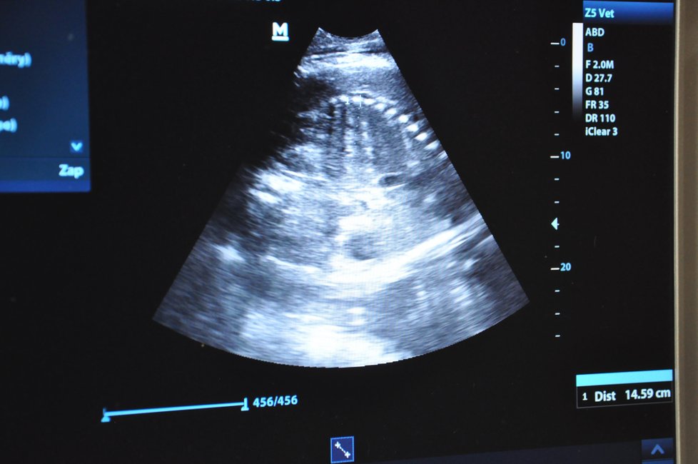 Ultrazvukový snímek slonice Janity.