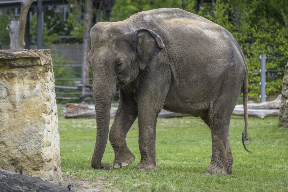 Janita pochází z Pinnawale na Srí Lance a do Zoo Praha přišla v říjnu 2012. Její jméno v sinhálštině znamená „ta, která dává život“ nebo „plodná“.  5. dubna 2016 porodila Maxe, první „stoprocentně pražské slůně“.